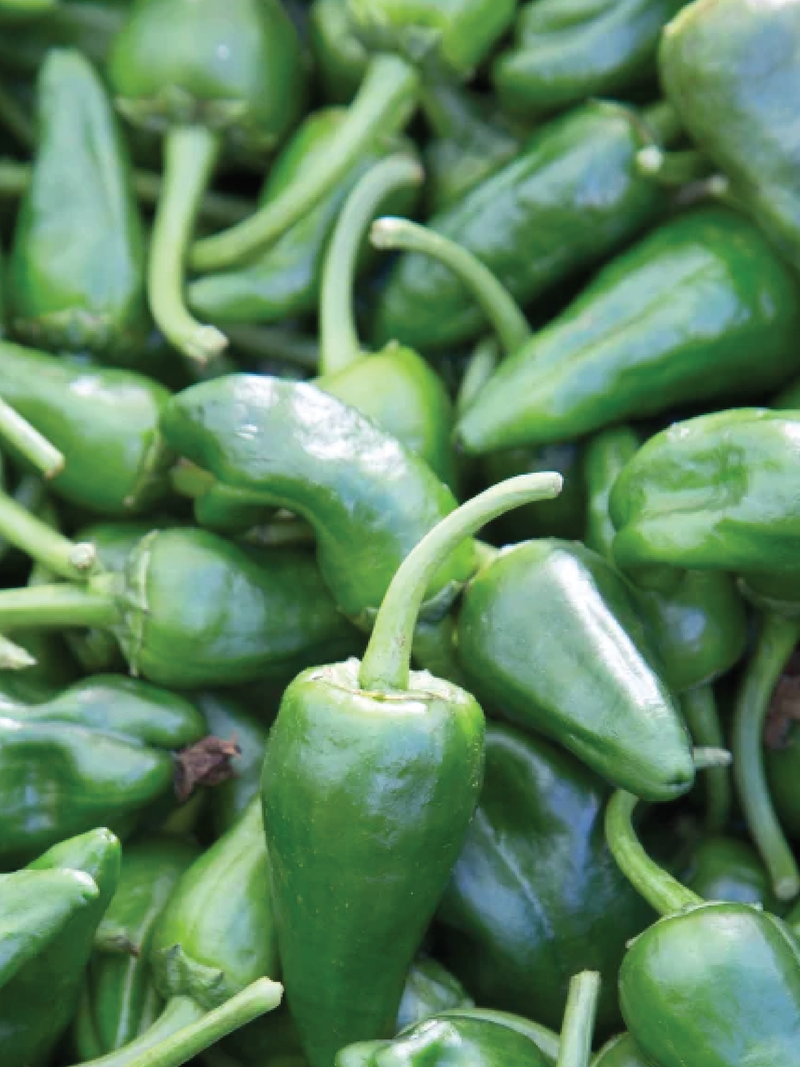 ORGANIC PEPPERON PEDRON SEEDLING شتلة فلفل بيدرون العضوية