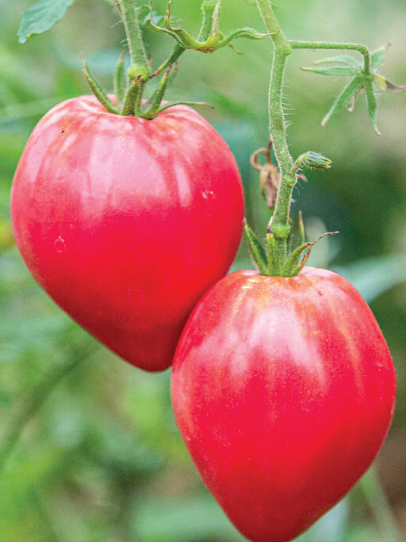 ORGANIC OXHEART TOMATO SEEDLING شتلة طماطم أوكسهارت العضوية