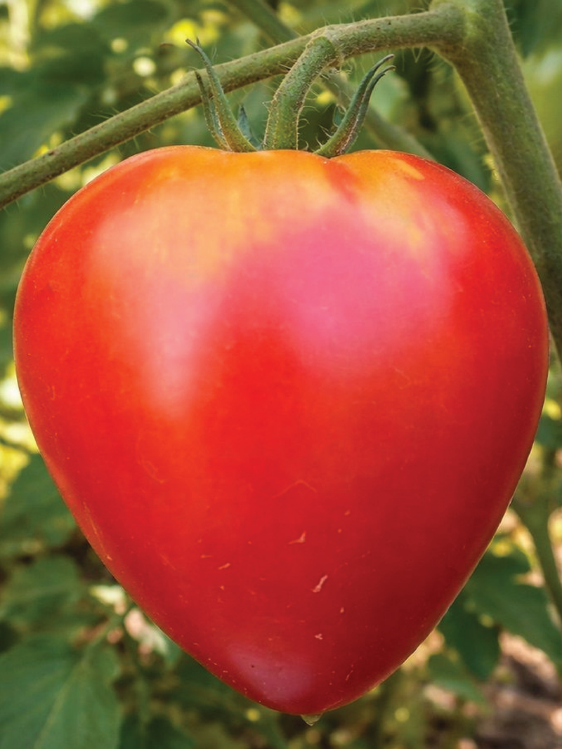 ORGANIC OXHEART TOMATO SEEDLING شتلة طماطم أوكسهارت العضوية