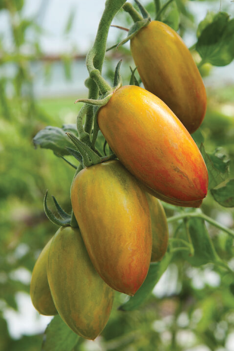 ORGANIC LUCKY TIGER TOMATO SEEDLING