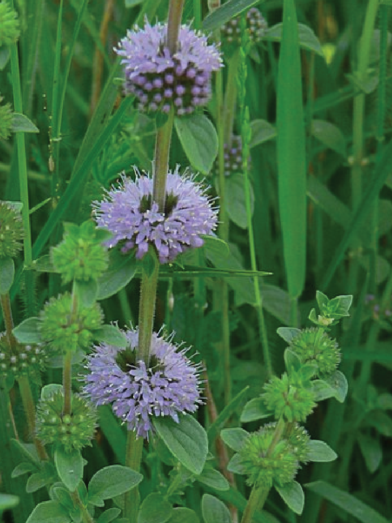 MOSQUITO PLANT SEEDLING <br>شتلة نبات البعوض