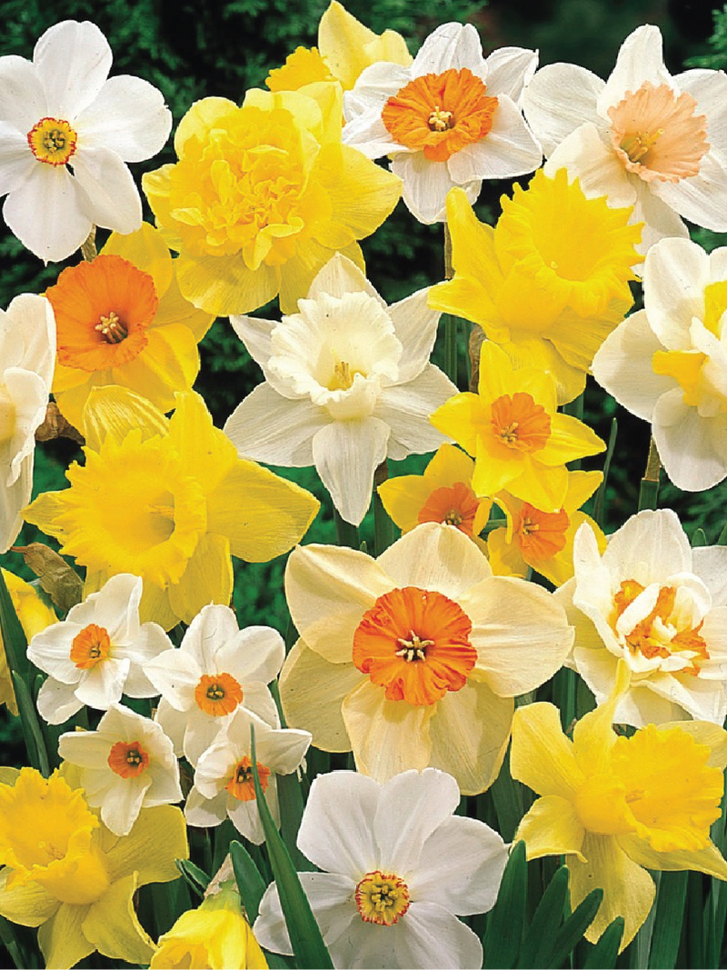 NARCISSUS BULBS <br> أبصال النرجس