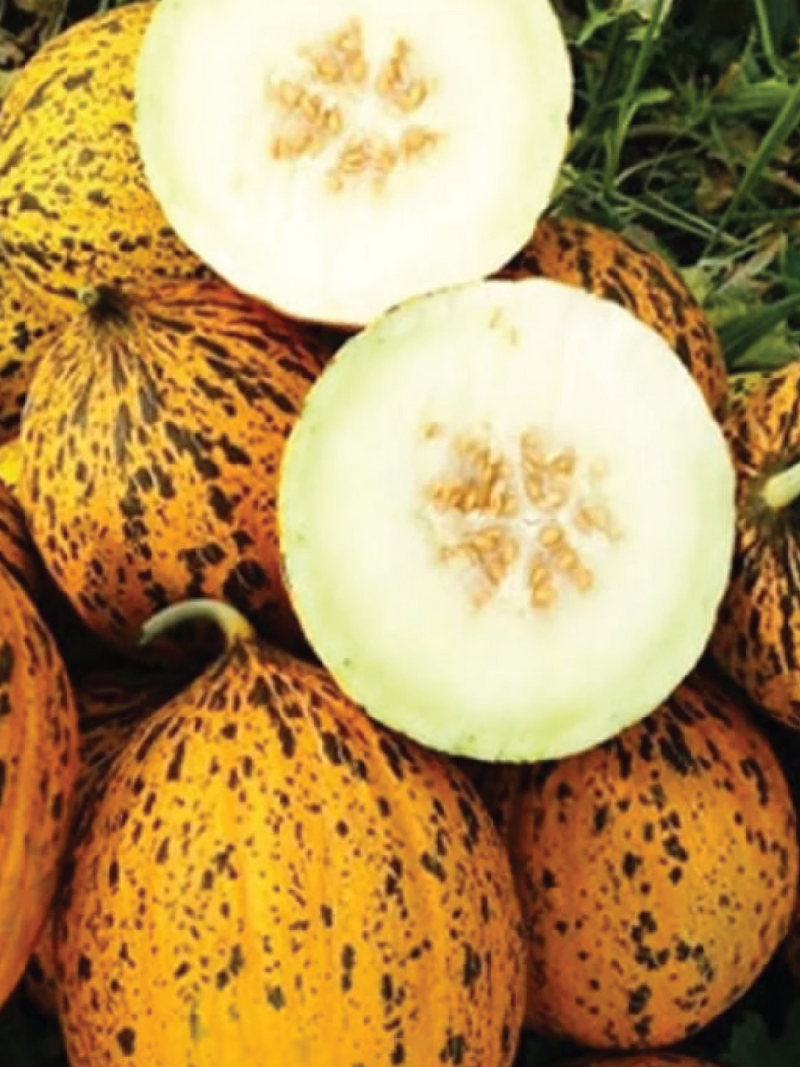ORGANIC KIRKAGAC MELON SEEDLING <br>شتلات شمام كيركاقاك التركي العضوية