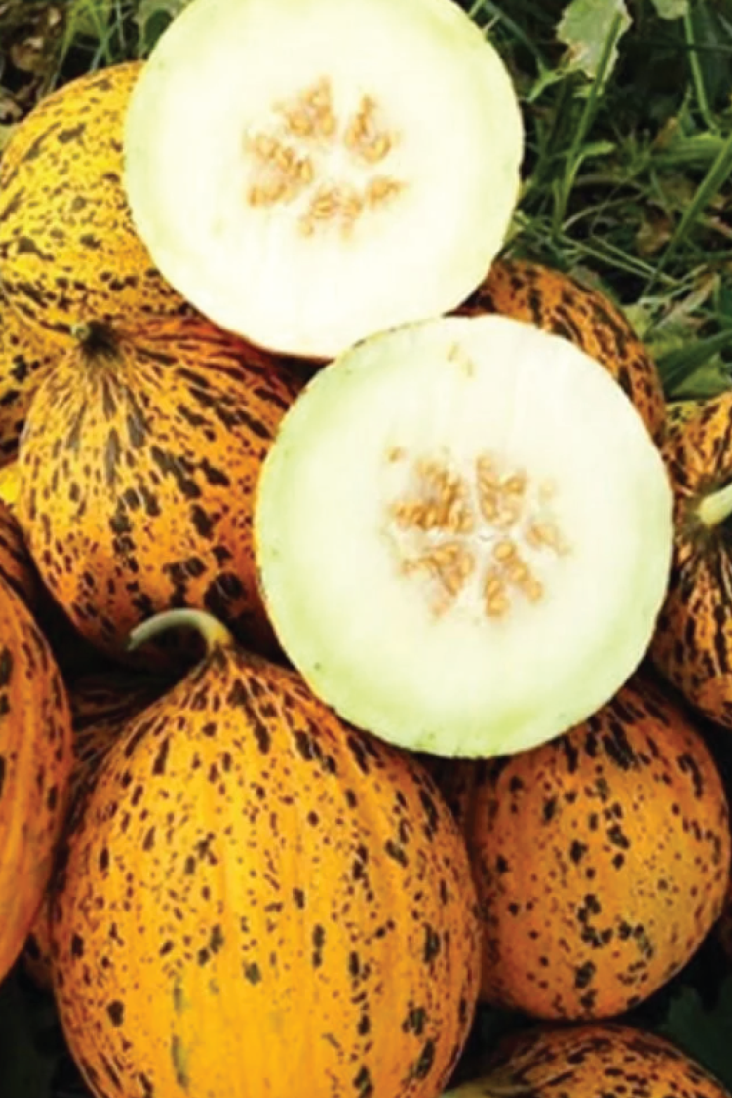 ORGANIC KIRKAGAC MELON SEEDLING <br>شتلات شمام كيركاقاك التركي العضوية