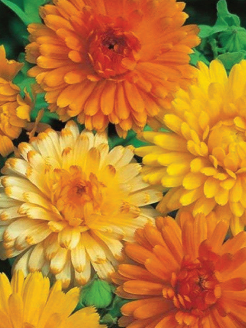 CALENDULA PACIFIC BEAUTY MIX FLOWER SEEDLING <br>شتلات زهور الكاليندولا باسيفيك بيوتي مكس