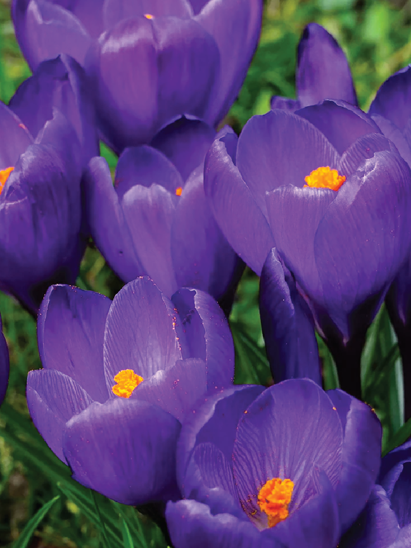 CROCUS BULBS<br>أبصال الكروكس