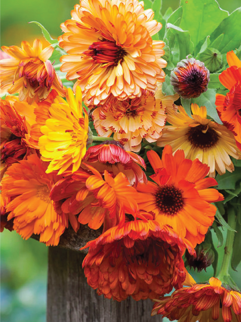 CALENDULA PACIFIC BEAUTY MIX FLOWER SEEDLING <br>شتلات زهور الكاليندولا باسيفيك بيوتي مكس