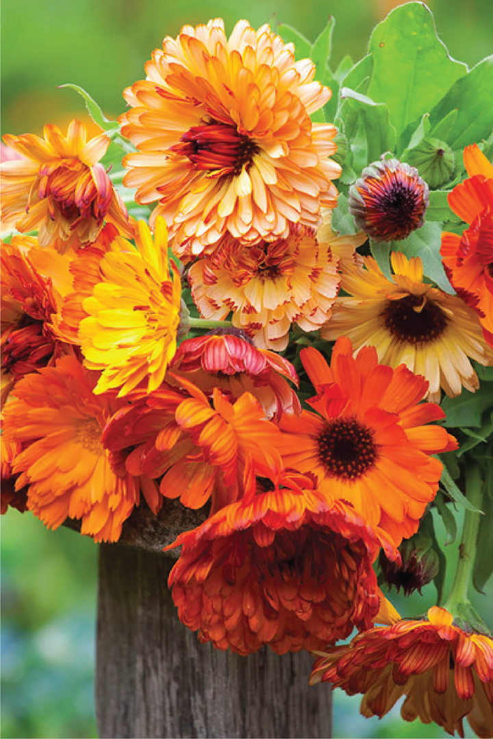 CALENDULA PACIFIC BEAUTY MIX FLOWER SEEDLING <br>شتلات زهور الكاليندولا باسيفيك بيوتي مكس