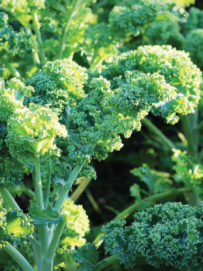 DWARF BLUE KALE SEEDLING <br> شتلات الكيل الازرق القزمي