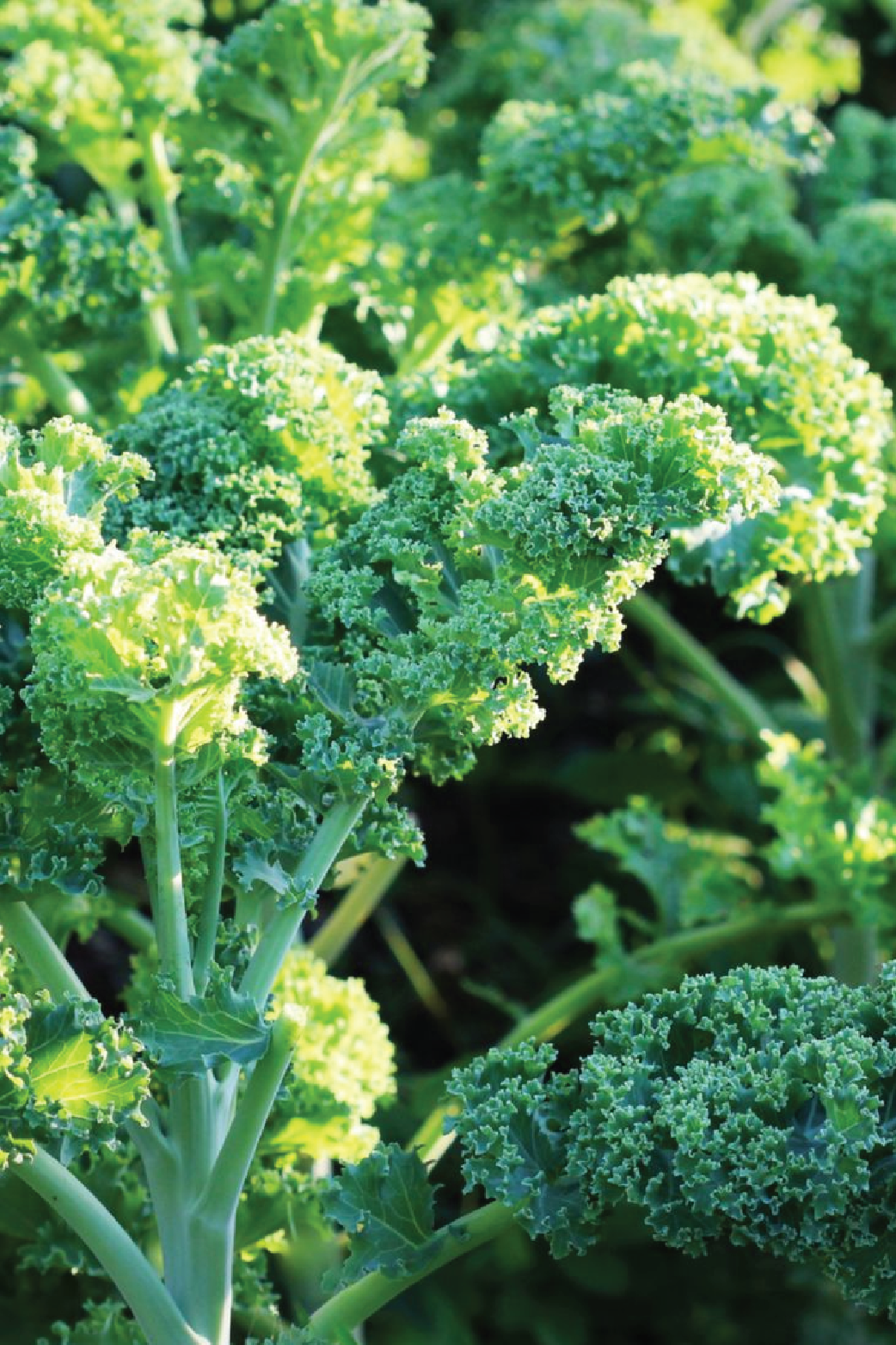 DWARF BLUE KALE SEEDLING <br> شتلات الكيل الازرق القزمي