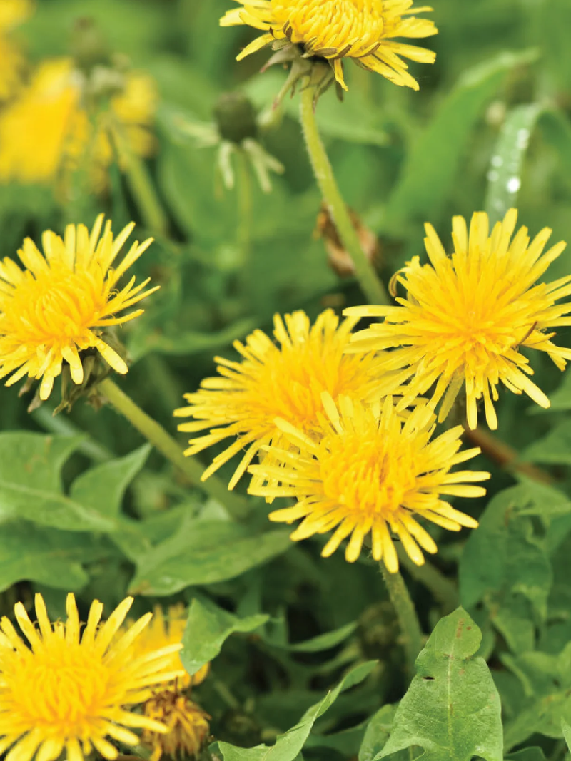 ORGANIC DANDELION SEEDLING