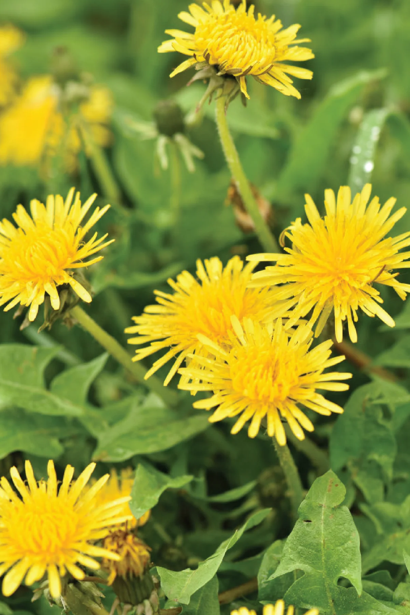 ORGANIC DANDELION SEEDLING