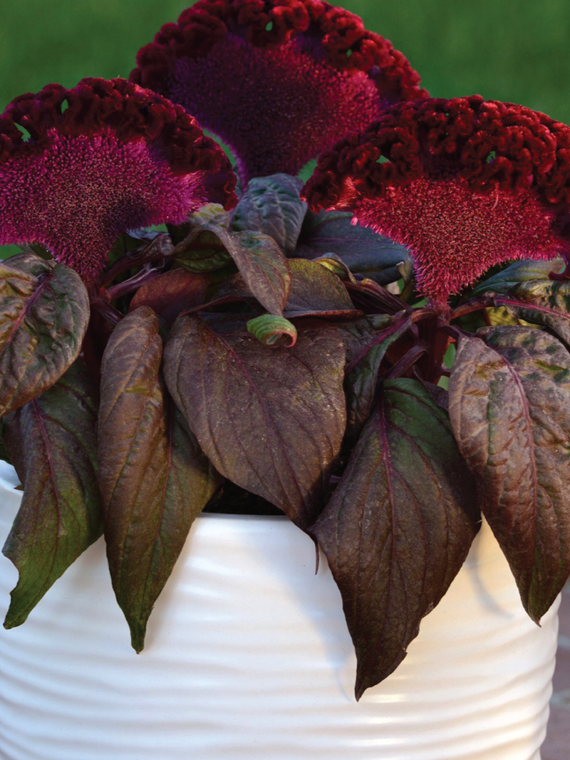 COCKSCOMB RED RAVEN SEEDLING<br>شتلات كوكس كومب رد رافن