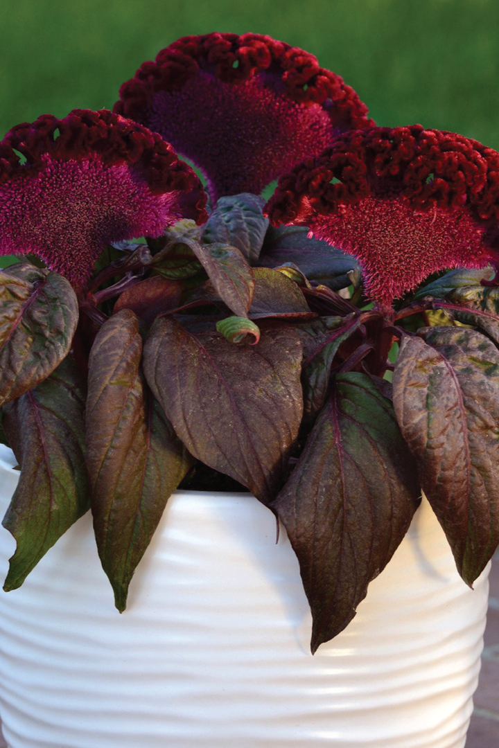 COCKSCOMB RED RAVEN SEEDLING<br>شتلات كوكس كومب رد رافن