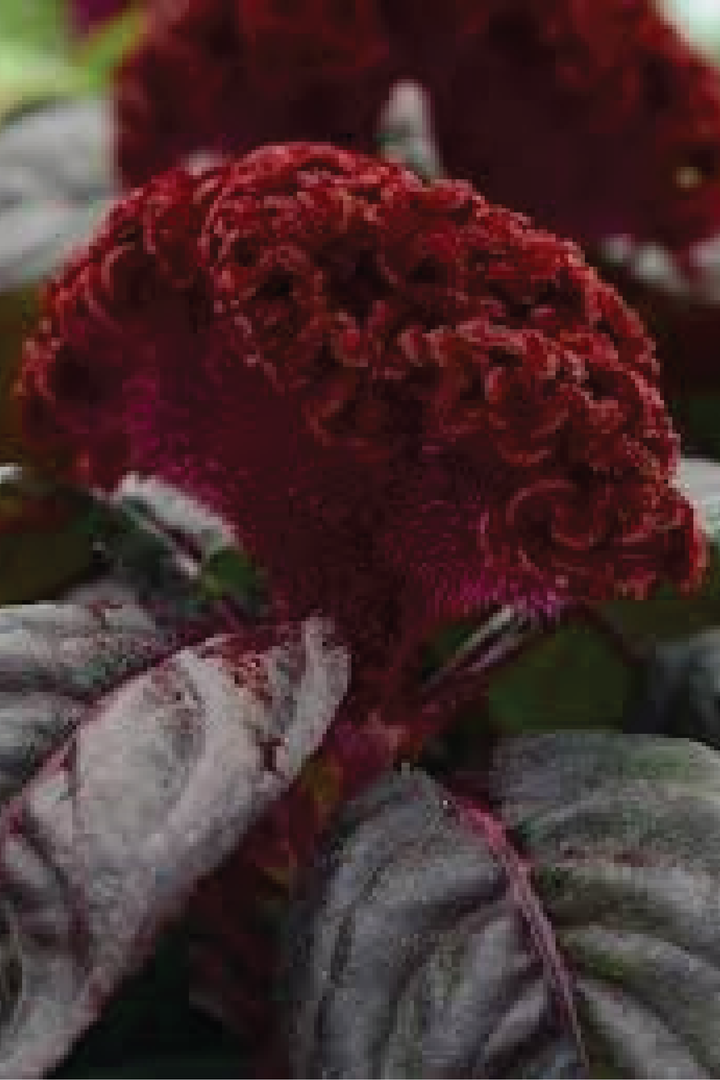 COCKSCOMB RED RAVEN SEEDLING<br>شتلات كوكس كومب رد رافن