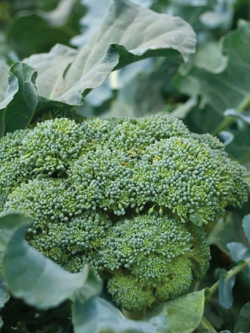 ORGANIC BROCCOLI SEEDLING <br> شتلات البروكولي العضوية