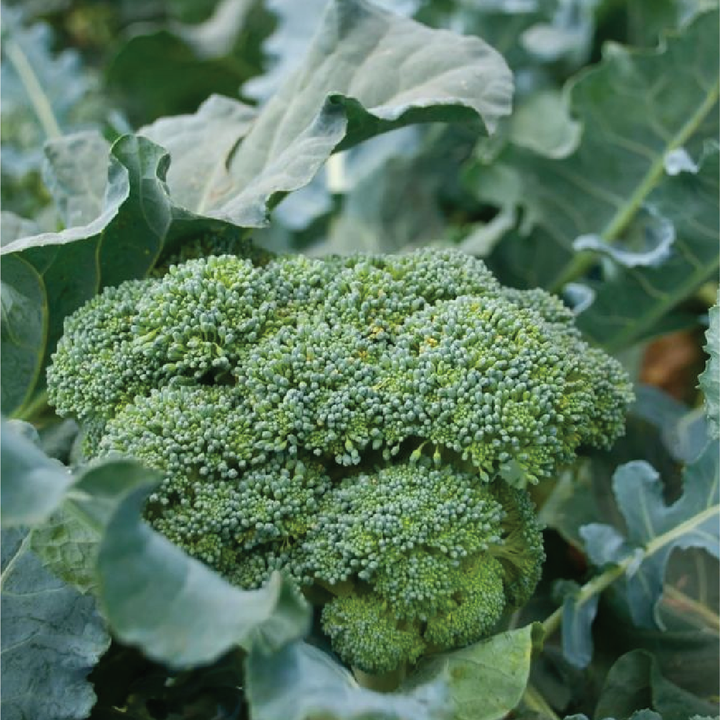 ORGANIC BROCCOLI SEEDLING <br> شتلات البروكولي العضوية