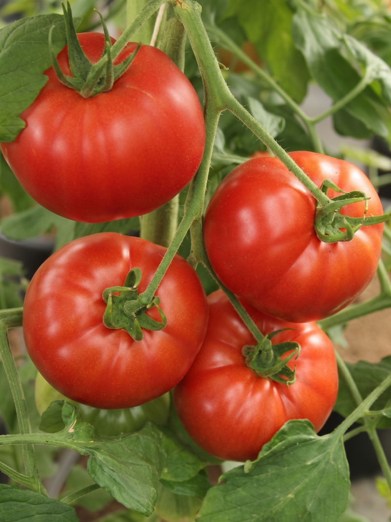 TOMATO GERMAN JOHNSON SEEDS