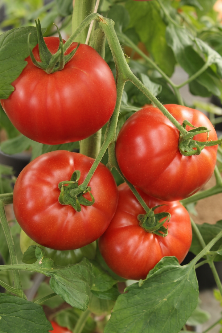 TOMATO GERMAN JOHNSON SEEDS