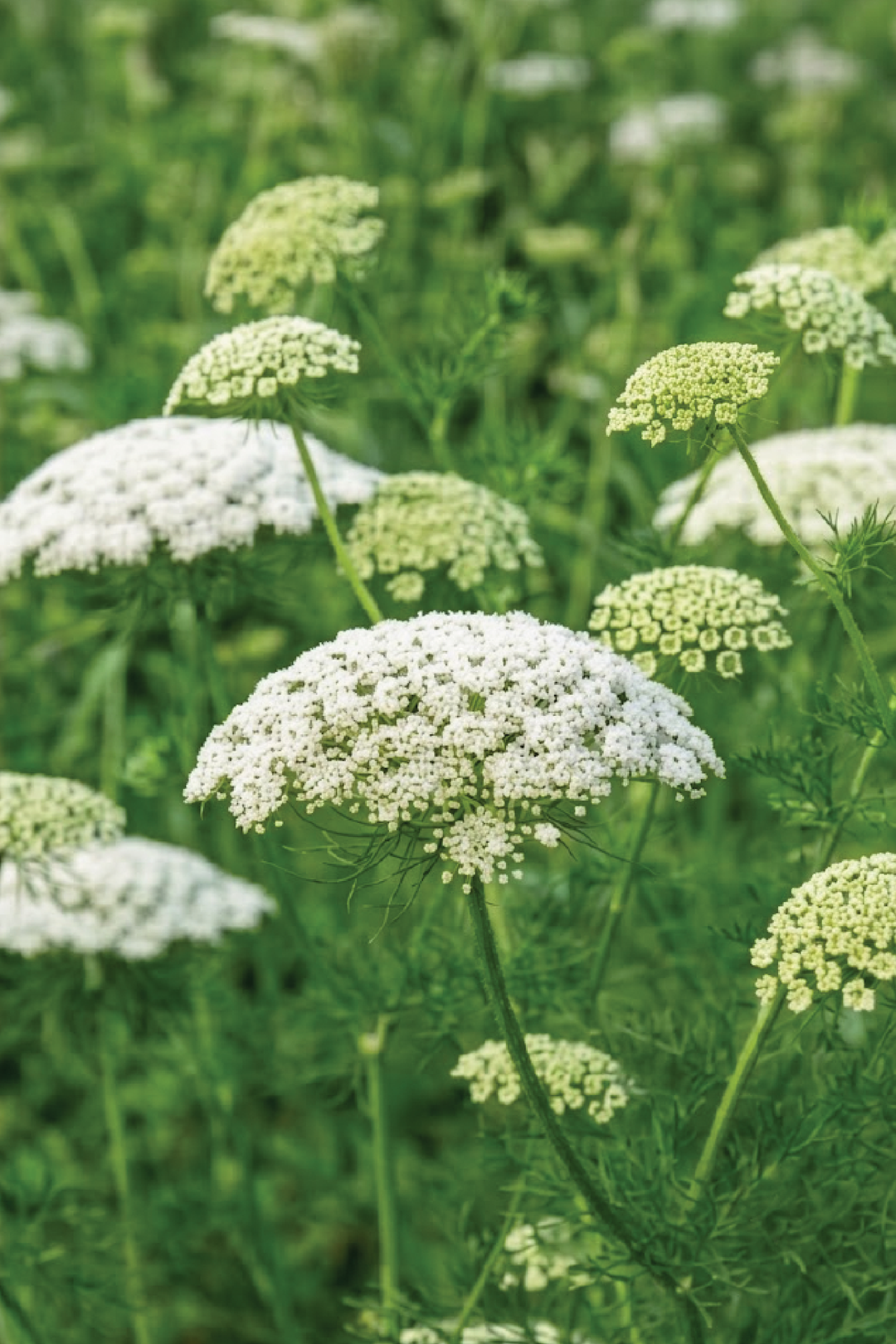 AMMI FLOWER SEEDLING