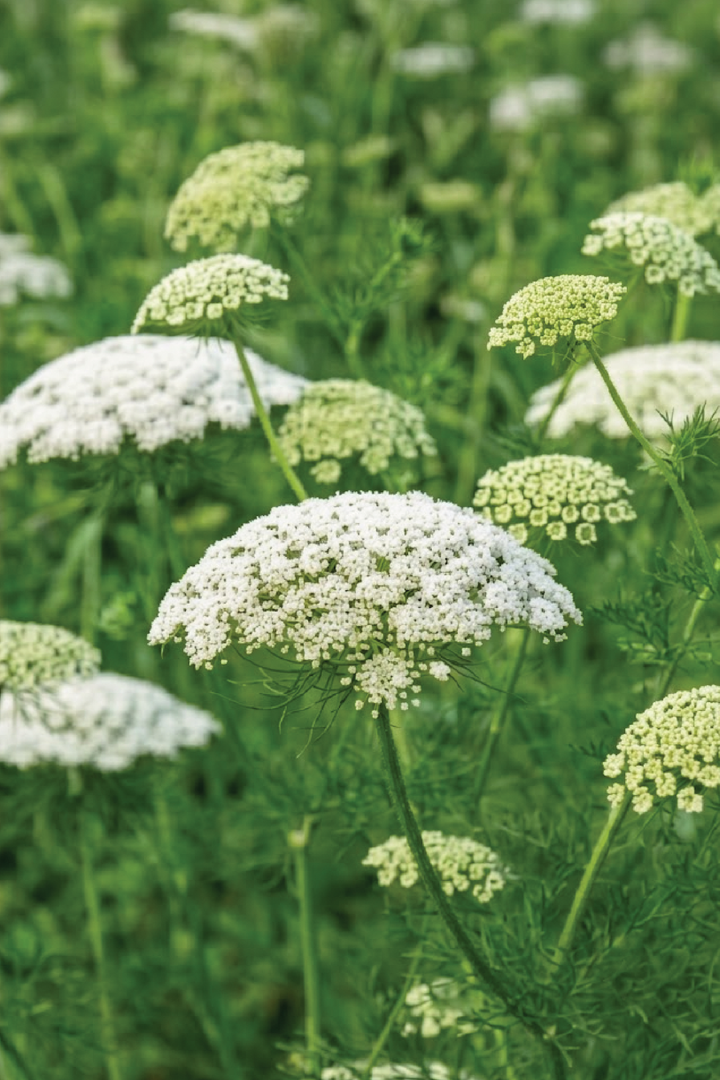 AMMI FLOWER SEEDLING