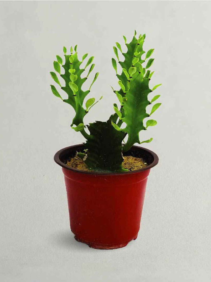 EUPHORBIA TRIGONA - AFRICAN MILK TREE