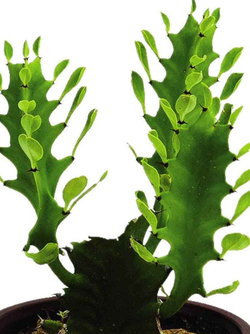 EUPHORBIA TRIGONA - AFRICAN MILK TREE