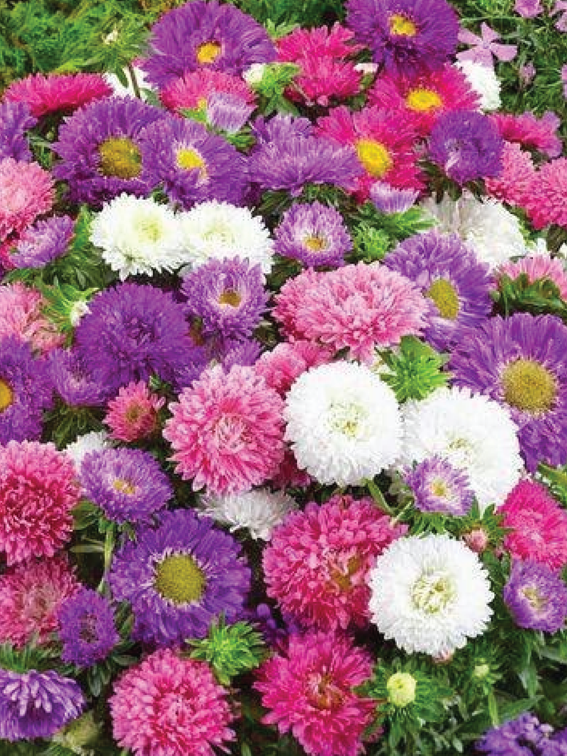 MIX ASTER FLOWER SEEDLING <br> شتلات زهور الأستر المكس