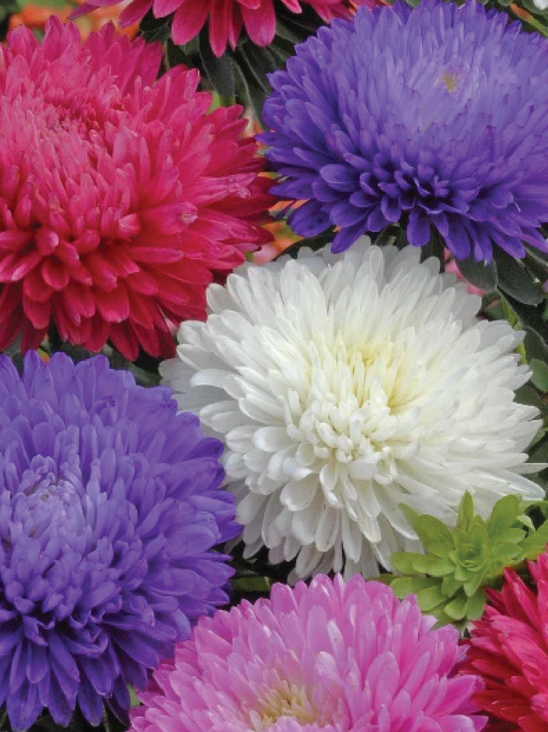 MIX ASTER FLOWER SEEDLING <br> شتلات زهور الأستر المكس