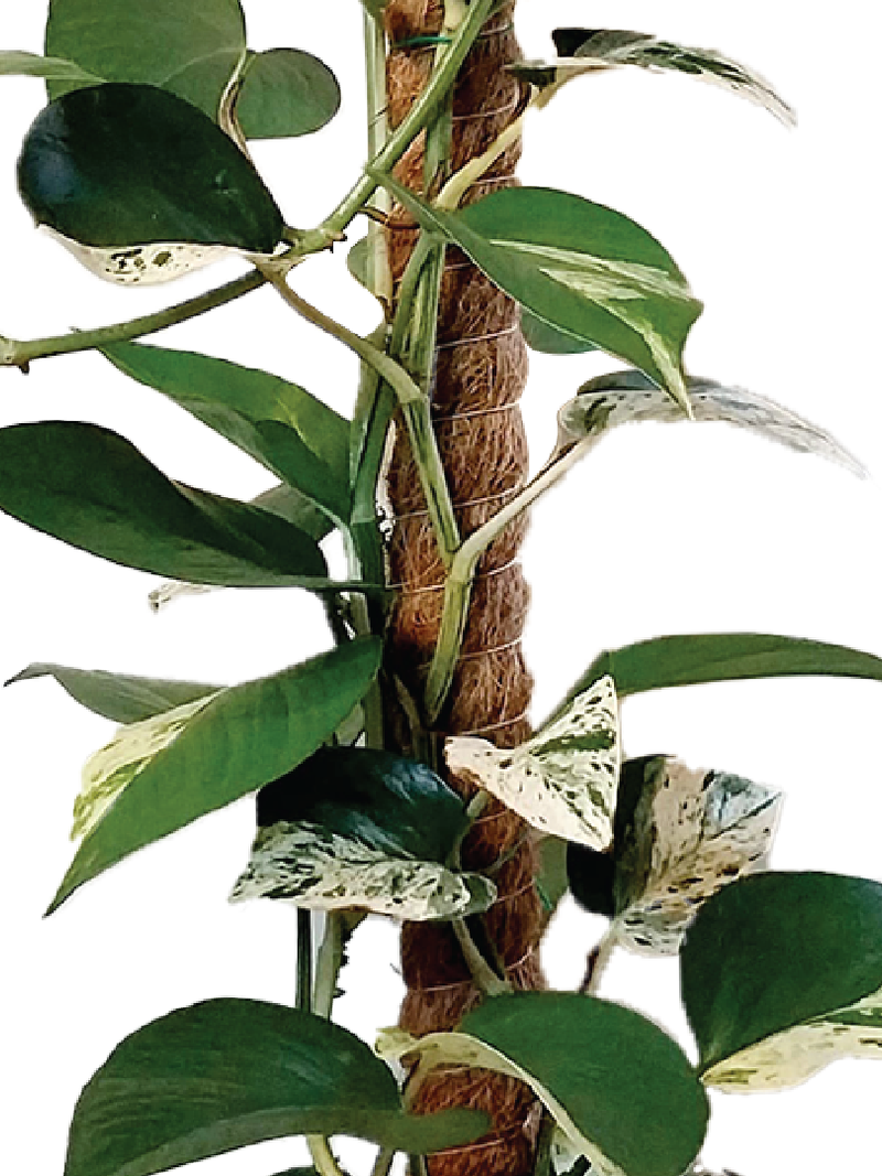 EPIPREMNUM PINNATUM, MARBLE QUEEN