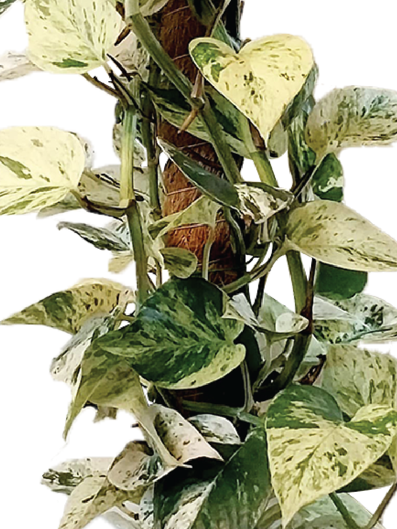 MARBLE QUEEN POTHOS