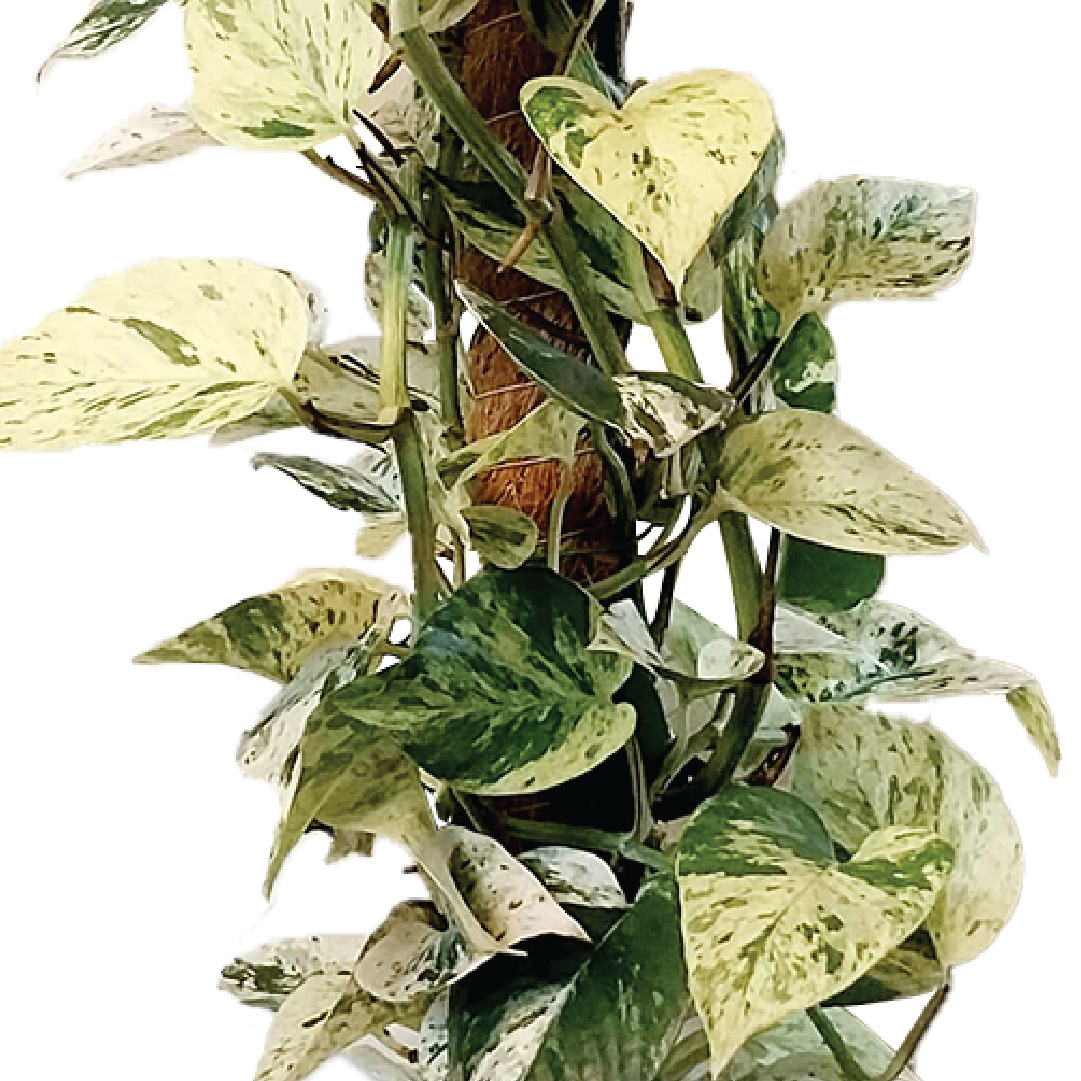 marbled queen pothos MARBLE QUEEN POTHOS – Plantology Lab Trading
