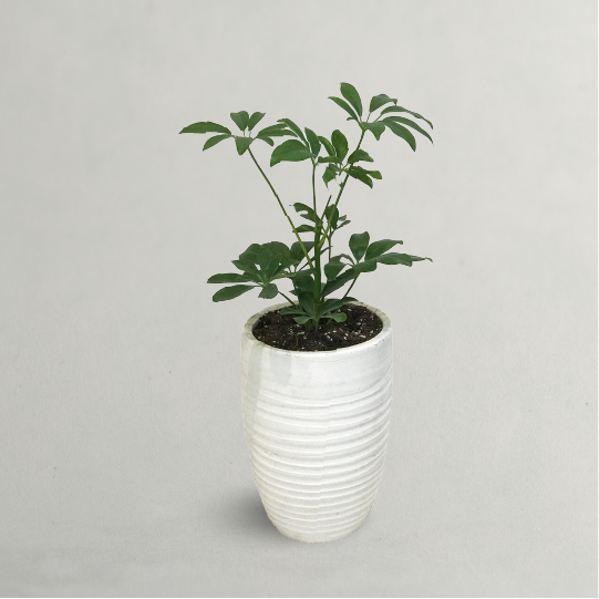  Indoor Tall Plant