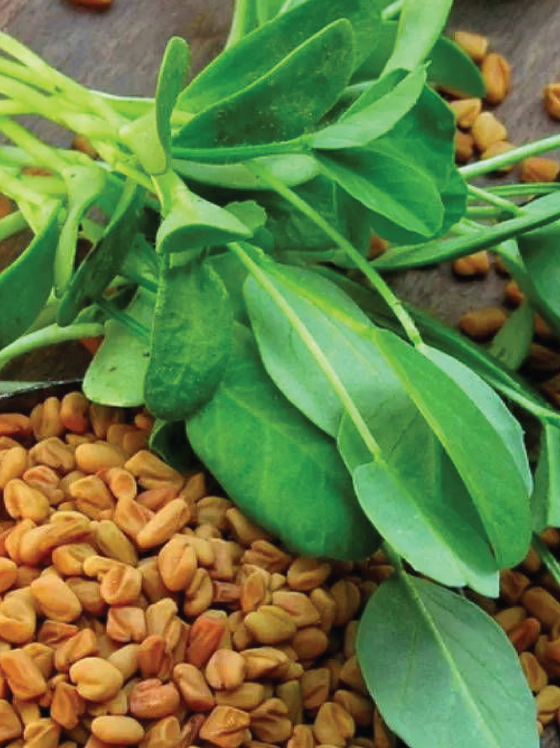 FENUGREEK SEEDS