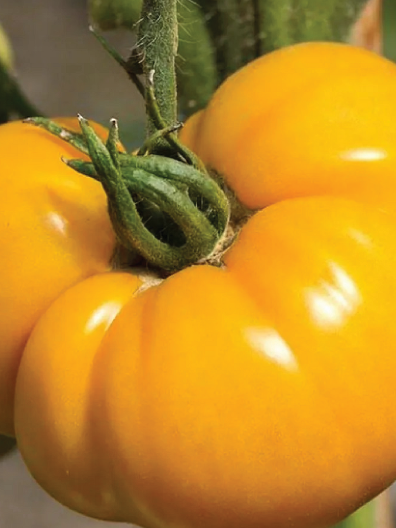 ORGANIC HUMID GOLDEN MANGO TOMATO SEEDLING <br> شتلات الطماطم هيوميد مانجو الذهبية العضوية