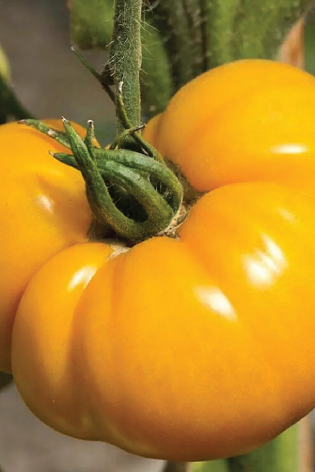 ORGANIC HUMID GOLDEN MANGO TOMATO SEEDLING <br> شتلات الطماطم هيوميد مانجو الذهبية العضوية