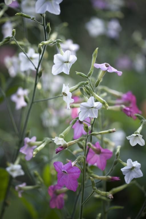 TOBACCO NICOTIANA FLOWERS SEEDLING <br>شتلات زهور النيكوتيانا توباكو