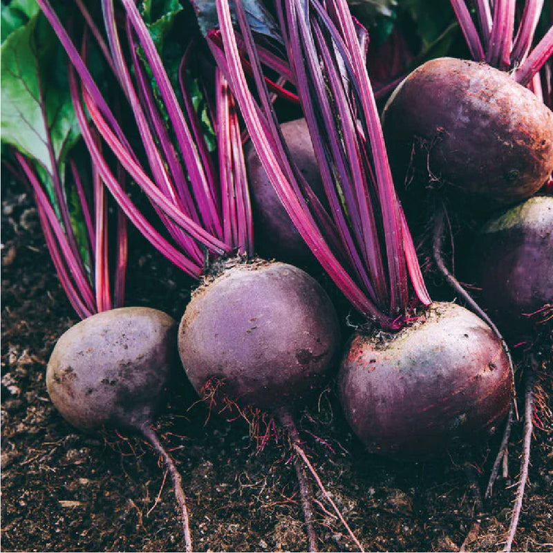 BETROIT BEETROOT SEEDLING<br> شتلات الشمندر ديترويت