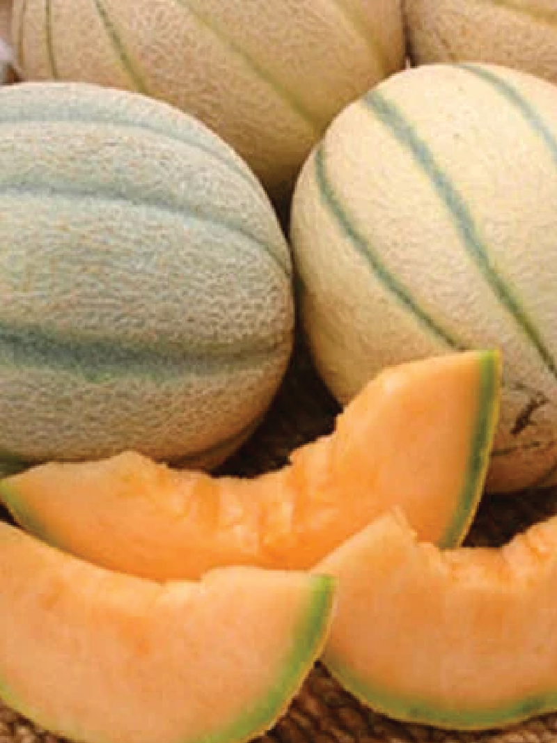HONEY ROCK MELON SEEDS <br> بذور الشمام روك العسلي