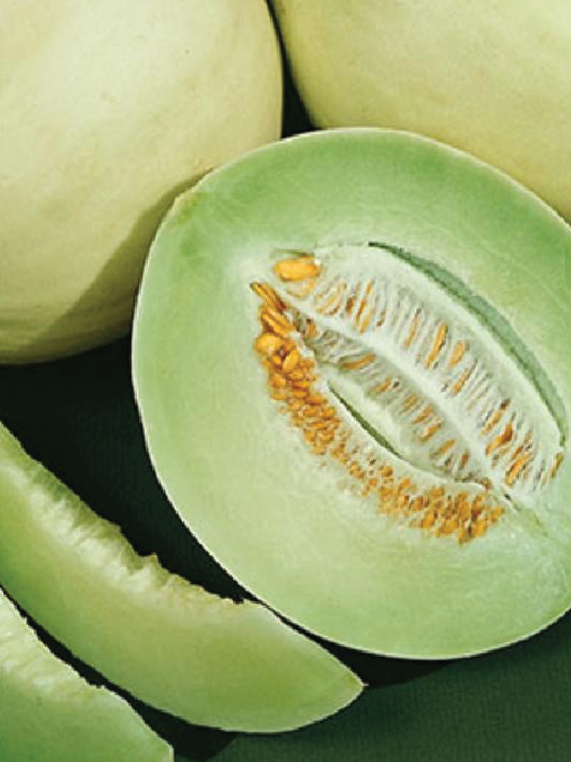 HONEYDEW GREEN MELON SEEDS <br> بذور الشمام الأخضر العسلي