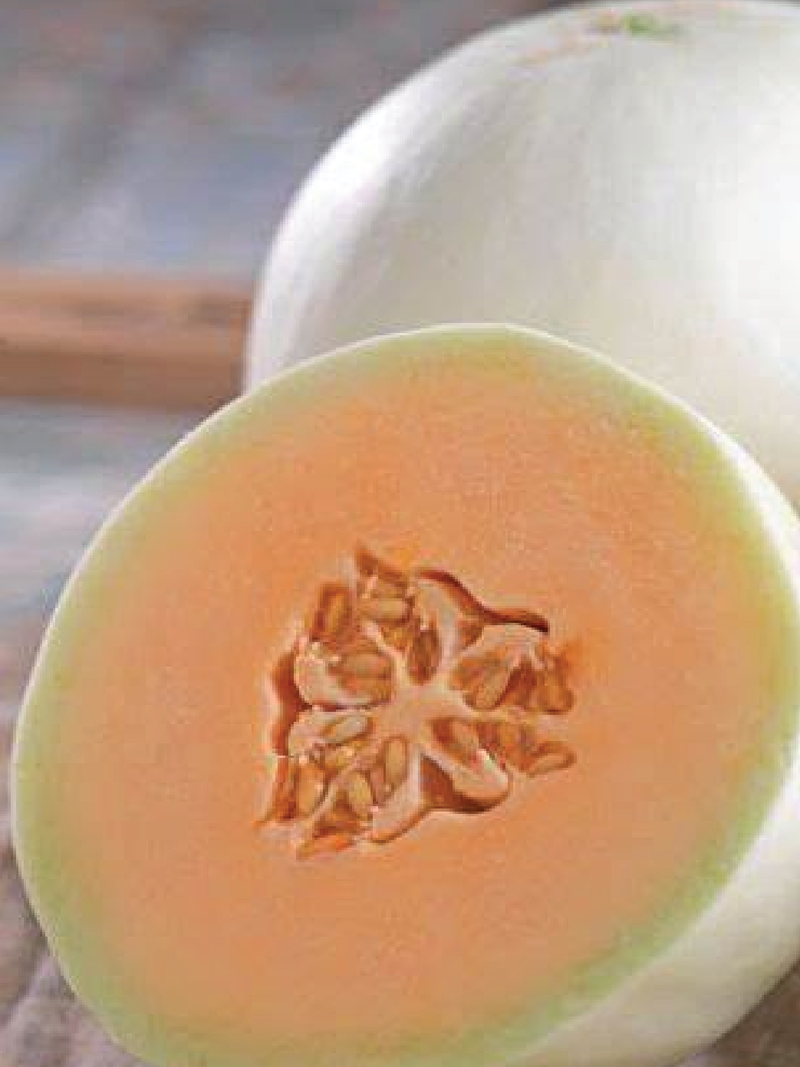 HONEYDEW ORANGE MELON SEEDS <br> بذور الشمام البرتقالي العسلي