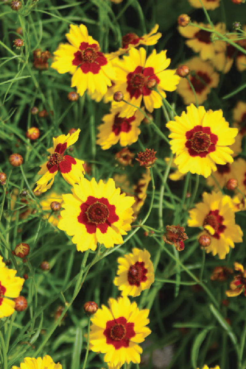 COREOPSIS FLOWER SEEDLING