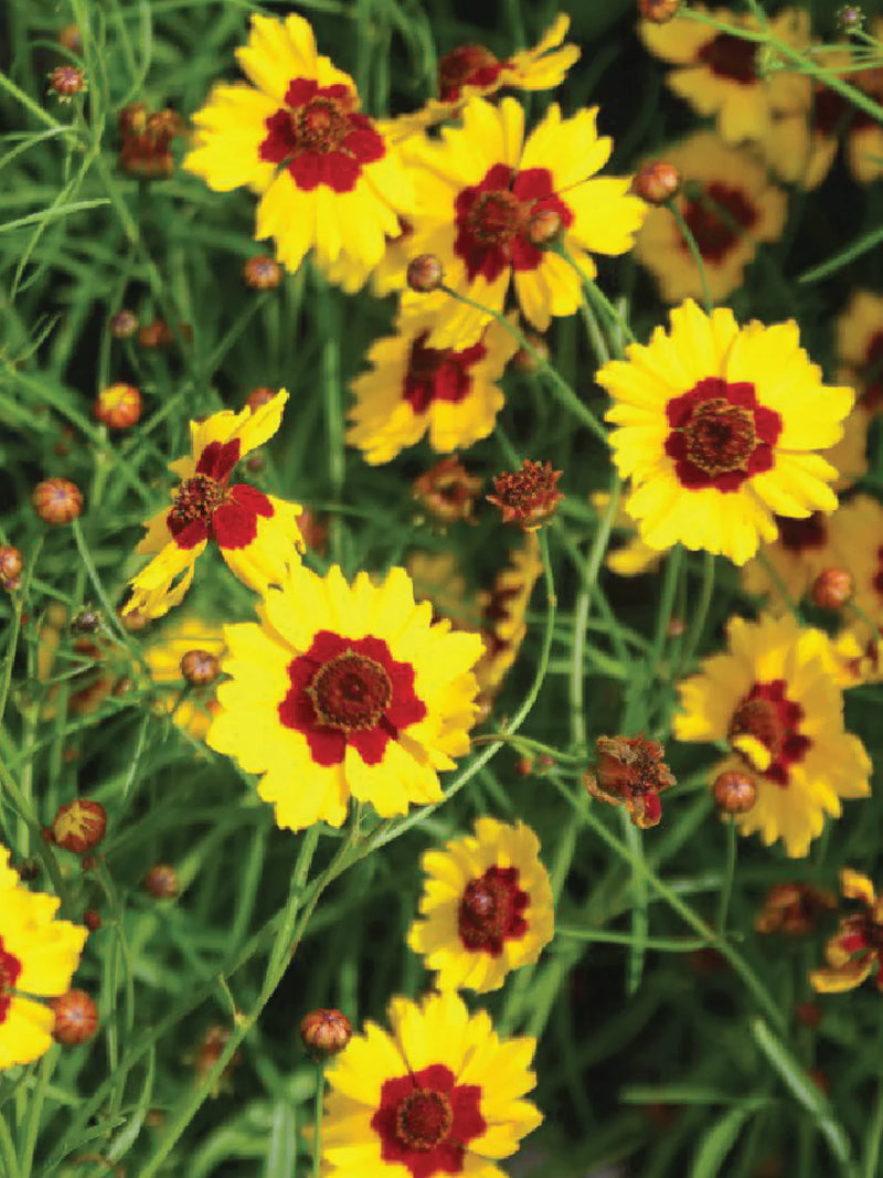 COREOPSIS SEEDS