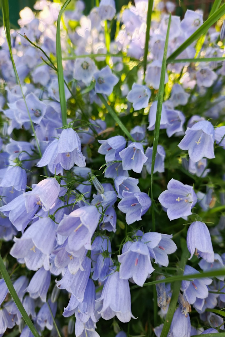 DANISH BELLFLOWER SEEDS