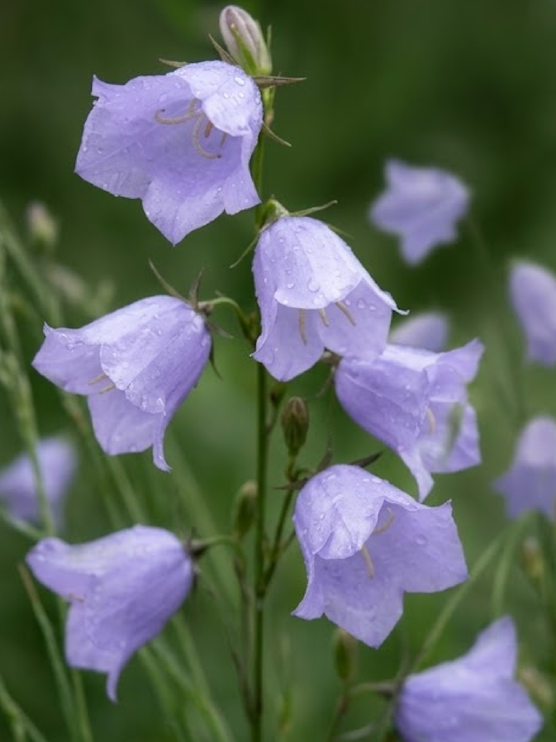 DANISH BELLFLOWER SEEDS