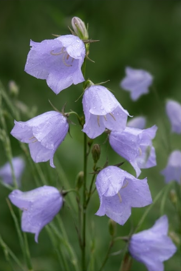 DANISH BELLFLOWER SEEDS