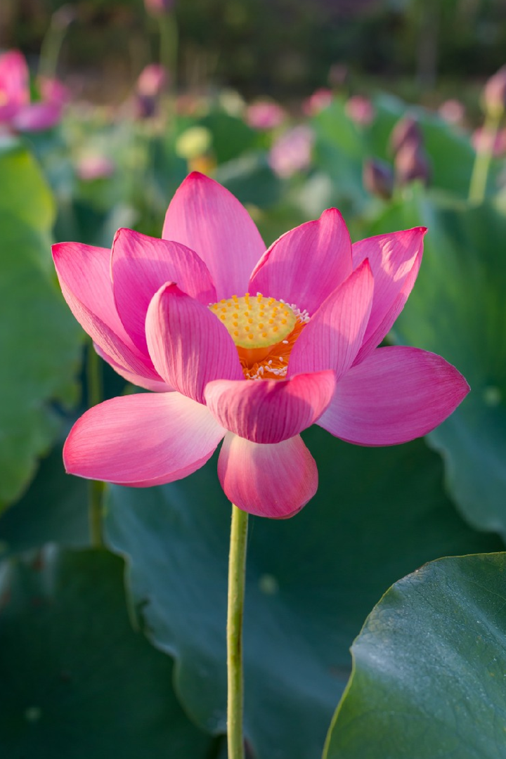 LIGHT PINK LOTUS SEEDS