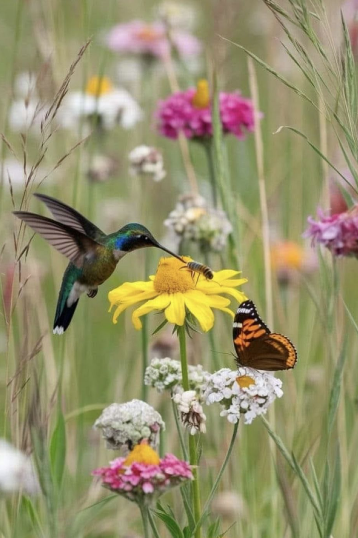 WILDFLOWER BUTTERFLY &amp; BIRD SEEDS