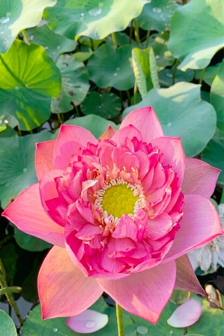 LIGHT PINK LOTUS SEEDS