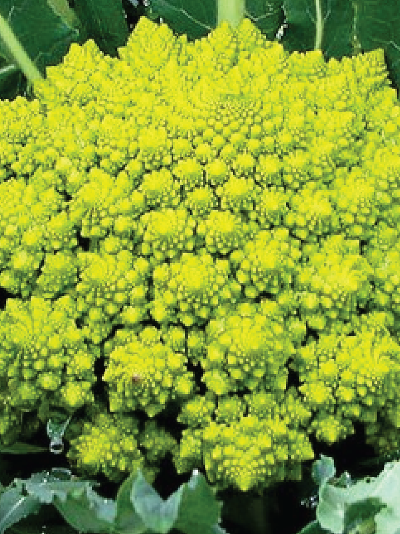 ORGANIC ROMANESCO BROCCOLI SEEDLING <br> شتلات البروكلي رومانيسكو العضوية